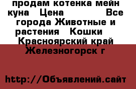 продам котенка мейн-куна › Цена ­ 35 000 - Все города Животные и растения » Кошки   . Красноярский край,Железногорск г.